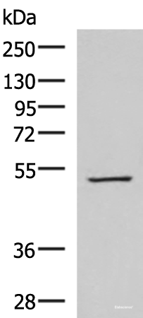 Western blot analysis of HepG2 cell lysate using FDXR Polyclonal Antibody at dilution of 1:1000