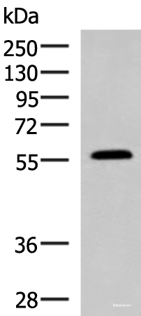 Western blot analysis of Mouse small intestines tissue lysate using PEPD Polyclonal Antibody at dilution of 1:1000