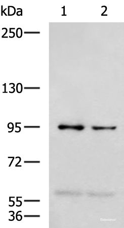 Western blot analysis of 293T and Jurkat cell lysates using NVL Polyclonal Antibody at dilution of 1:1000