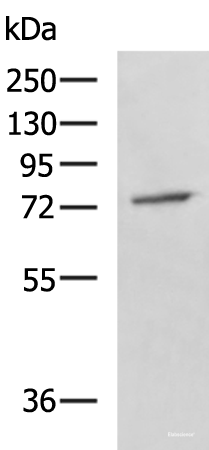 Western blot analysis of A549 cell lysate using GPCPD1 Polyclonal Antibody at dilution of 1:800