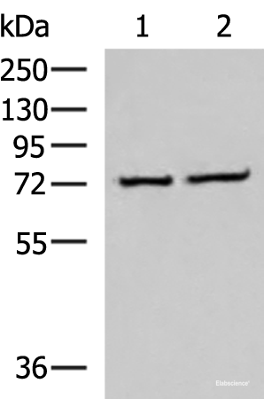Western blot analysis of K562 and Jurkat cell lysates using CSTF3 Polyclonal Antibody at dilution of 1:650