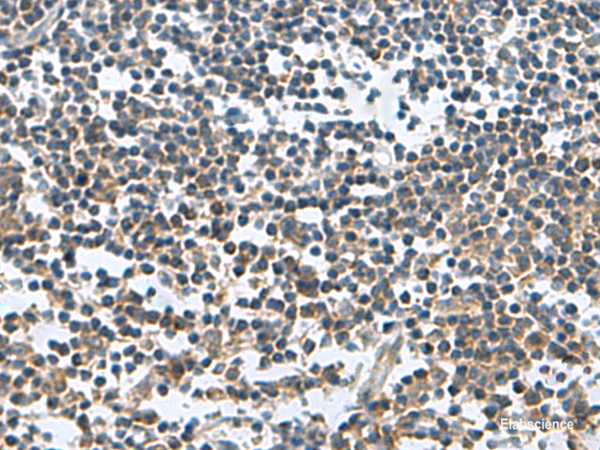 Immunohistochemistry of paraffin-embedded Human tonsil tissue using FAM107B Polyclonal Antibody at dilution of 1:150(×200)