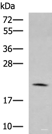 Western blot analysis of RAW264.7 cell lysate using MARCKSL1 Polyclonal Antibody at dilution of 1:750