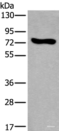 Western blot analysis of NIH/3T3 cell lysate using KEAP1 Polyclonal Antibody at dilution of 1:600