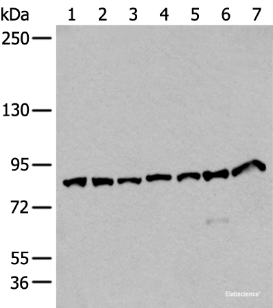 Western blot analysis of Hela HEPG2 Raji NIH/3T3 and A549 cell lysates Human cerebella tissue and Mouse brain tissue lysates using VPS35 Polyclonal Antibody at dilution of 1:250