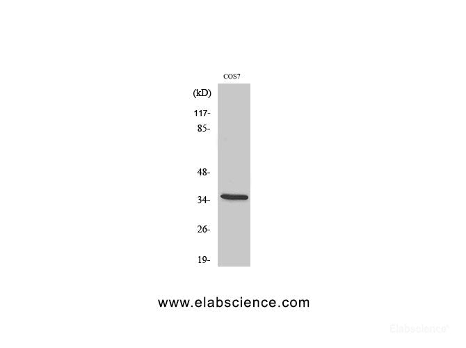 Western Blot analysis of COS-7 cells with Phospho-IkB alpha (Ser32/S36) Polyclonal Antibody
