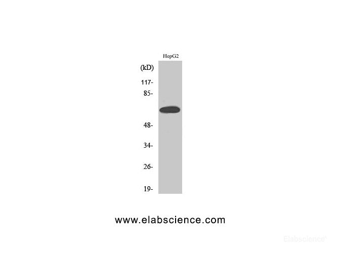 Western Blot analysis of HepG2 cells using ER alpha Polyclonal Antibody at dilution of 1:500.