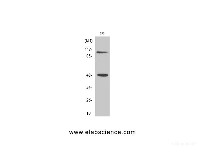 Western Blot analysis of 293T cells using NFκB-p105/p50 Polyclonal Antibody at dilution of 1:500.
