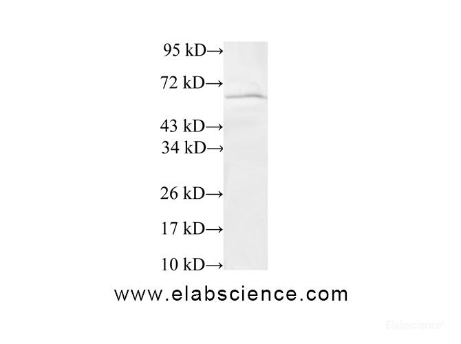 Western Blot analysis of 293T cells using TRIP4 Polyclonal Antibody at dilution of 1:600