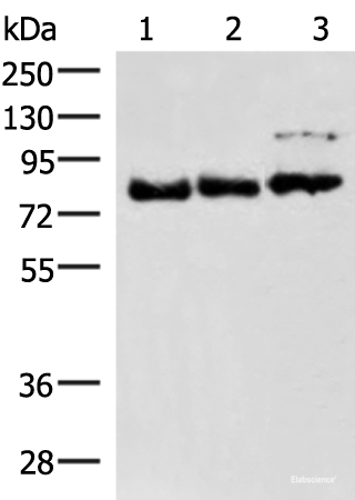 Western blot analysis of 231 A172 and HepG2 cell lysates using FOXK2 Polyclonal Antibody at dilution of 1:800