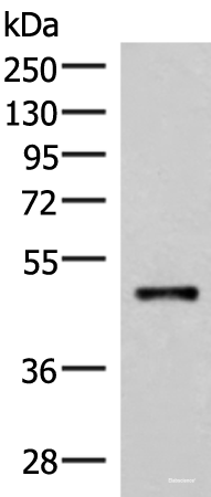 Western blot analysis of Mouse lung tissue lysate using IRX2 Polyclonal Antibody at dilution of 1:300