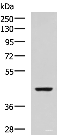 Western blot analysis of SP20 cell lysate using ISL2 Polyclonal Antibody at dilution of 1:800
