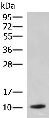 Western blot analysis of Rat pancreas tissue lysate using PPY Polyclonal Antibody at dilution of 1:1900