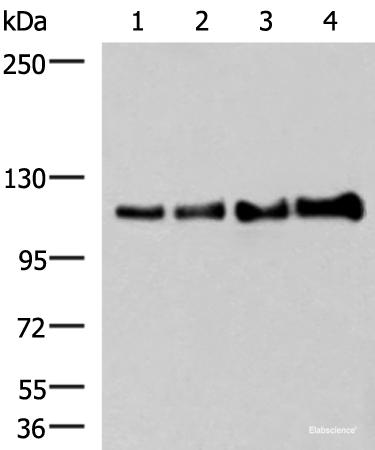Western blot analysis of 293T cell lysates using TRIM28(phospho-Ser824) Polyclonal Antibody at dilution of 1:650