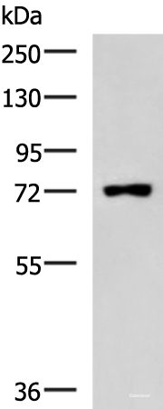 Western blot analysis of Raji cell lysate using PUM3 Polyclonal Antibody at dilution of 1:800