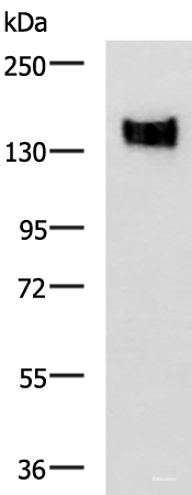 Western blot analysis of A549 cell lysate using CEACAM1 Polyclonal Antibody at dilution of 1:500