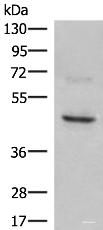 Western blot analysis of SKOV3 cell lysate using NCR1 Polyclonal Antibody at dilution of 1:350