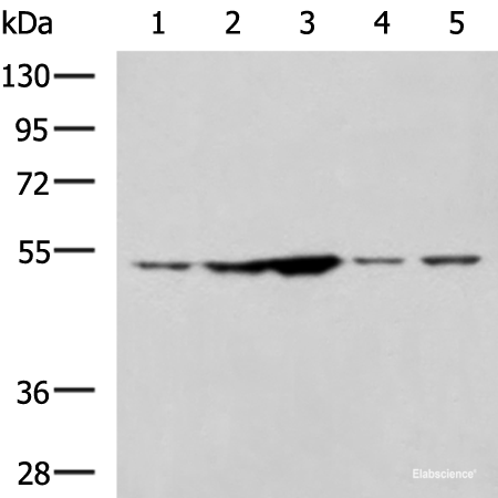 Western blot analysis of 293T and Jurkat cell lysates using SNTA1 Polyclonal Antibody at dilution of 1:1350
