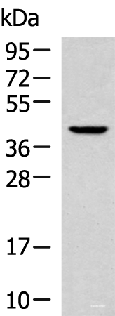 Western blot analysis of 293T cell lysate using KLF6 Polyclonal Antibody at dilution of 1:800