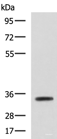 Western blot analysis of Mouse small intestines tissue lysate using ANXA13 Polyclonal Antibody at dilution of 1:800