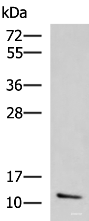 Western blot analysis of Human ileum tissue lysate using CCL13 Polyclonal Antibody at dilution of 1:800