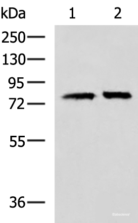 Western blot analysis of 293T cell lysates using PADI4 Polyclonal Antibody at dilution of 1:400