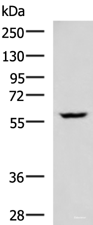 Western blot analysis of LOVO cell lysate using PDCD4 Polyclonal Antibody at dilution of 1:400