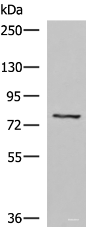 Western blot analysis of 293T cell lysate using TGFBI Polyclonal Antibody at dilution of 1:1050