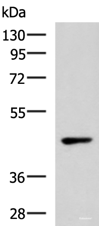 Western blot analysis of 293T cell lysate using WNT9A Polyclonal Antibody at dilution of 1:500