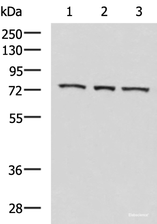 Western blot analysis of K562 cell Mouse heart tissue Jurkat cell lysates using ABI2 Polyclonal Antibody at dilution of 1:550