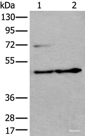 Western blot analysis of HEPG2 cell and Human testis tissue lysates using PRKAR2A Polyclonal Antibody at dilution of 1:550