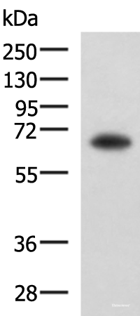 Western blot analysis of PC3 cell lysate using SHC3 Polyclonal Antibody at dilution of 1:650