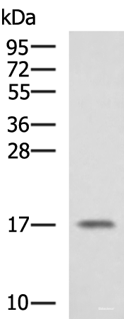 Western blot analysis of A375 cell lysate using SRP14 Polyclonal Antibody at dilution of 1:1350