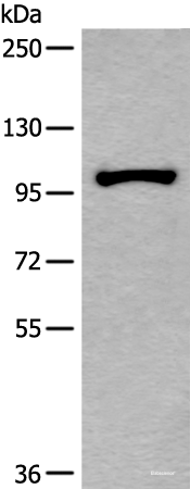 Western blot analysis of HEPG2 cell lysate using HELLS Polyclonal Antibody at dilution of 1:800