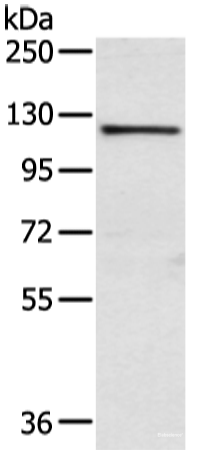 Western blot analysis of PC3 cell using WWP1 Polyclonal Antibody at dilution of 1:750