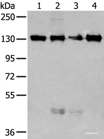 Western blot analysis of 293T and 231 cell lysates using MORC2 Polyclonal Antibody at dilution of 1:250
