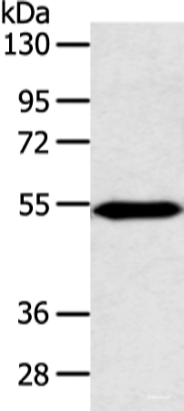 Western blot analysis of Mouse heart tissue using ZNF239 Polyclonal Antibody at dilution of 1:800