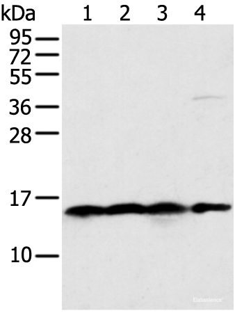 Western blot analysis of 231 Hela K562 cell and Human bladder carcinoma tissue using MRPS18C Polyclonal Antibody at dilution of 1:400
