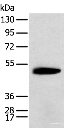 Western blot analysis of Mouse brain tissue using KCTD16 Polyclonal Antibody at dilution of 1:400