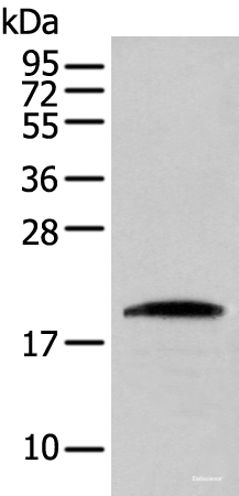 Western blot analysis of HEPG2 cell using CNPY2 Polyclonal Antibody at dilution of 1:300