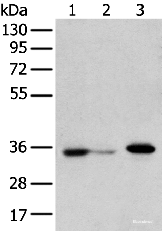 Western blot analysis of HepG2 cell Hela cell and A549 cell using DHRSX Polyclonal Antibody at dilution of 1:350
