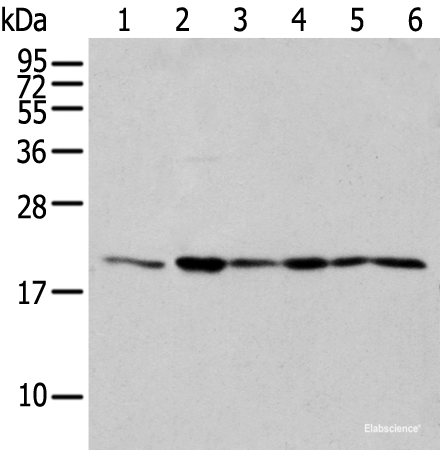 Western blot analysis of 293T cell Human testis tissue Jurkat and A549 cell using EEF1E1 Polyclonal Antibody at dilution of 1:300