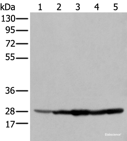 Western blot analysis of 293T cell Hela cell A549 cell using ECI1 Polyclonal Antibody at dilution of 1:350