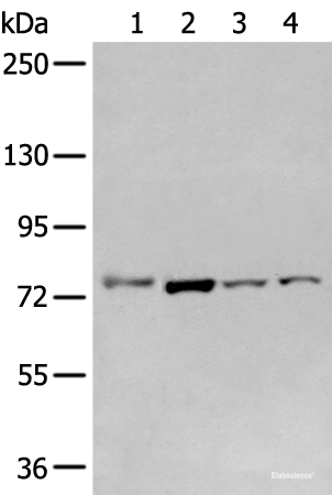 Western blot analysis of Raw264.7 A549 Hepg2 and Jurkat cell using GCLC Polyclonal Antibody at dilution of 1:800
