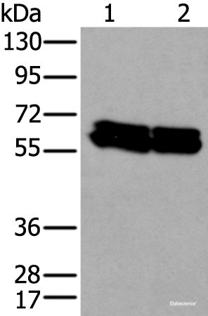 Western blot analysis of HEPG2 and Hela cell lysates using ZNF207 Polyclonal Antibody at dilution of 1:300