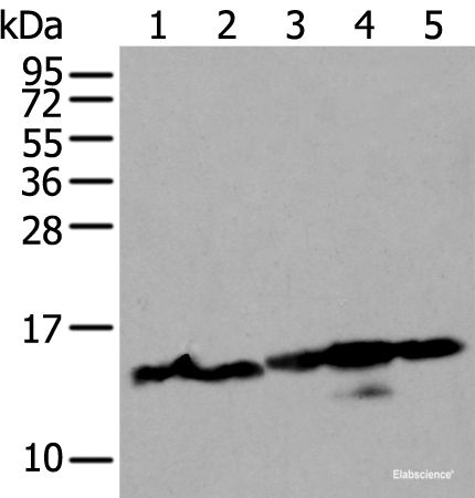 Western blot analysis of 293T and Hela cell lysates using HIST1H3A Polyclonal Antibody at dilution of 1:300