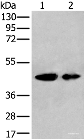 Western blot analysis of A549 and HEPG2 cell lysates using VASP Polyclonal Antibody at dilution of 1:400