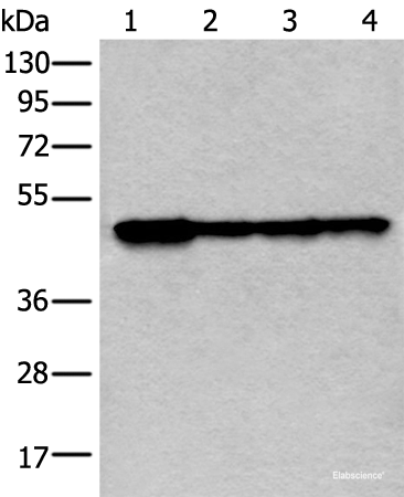 Western blot analysis of 293T and 231 cell lysates using VRK1 Polyclonal Antibody at dilution of 1:400