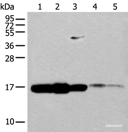 Western blot analysis of 293T cell Mouse spleen tissue and Human spleen tissue lysates using UBE2V1 Polyclonal Antibody at dilution of 1:400