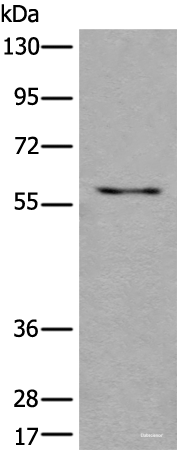 Western blot analysis of 293T cell lysate using USP3 Polyclonal Antibody at dilution of 1:450